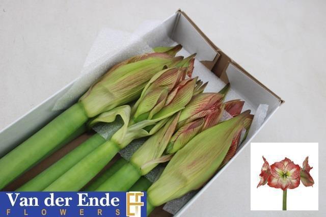 Срезанные цветы оптом Hippeastrum mega star от 8шт из Голландии с доставкой по России