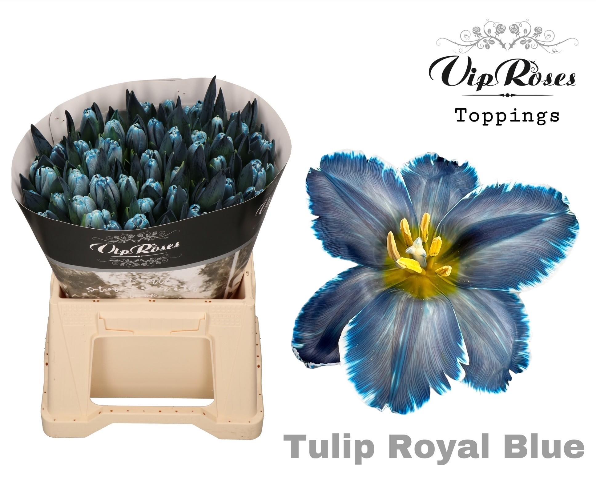 Срезанные цветы оптом Tulipa si paint royal blue от 50шт из Голландии с доставкой по России