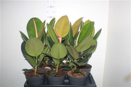 Горшечные цветы и растения оптом Fic El Robusta от 6шт из Голландии с доставкой по России