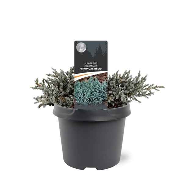 Горшечные цветы и растения оптом Juniperus Squa Tropical Blue от 1шт из Голландии с доставкой по России