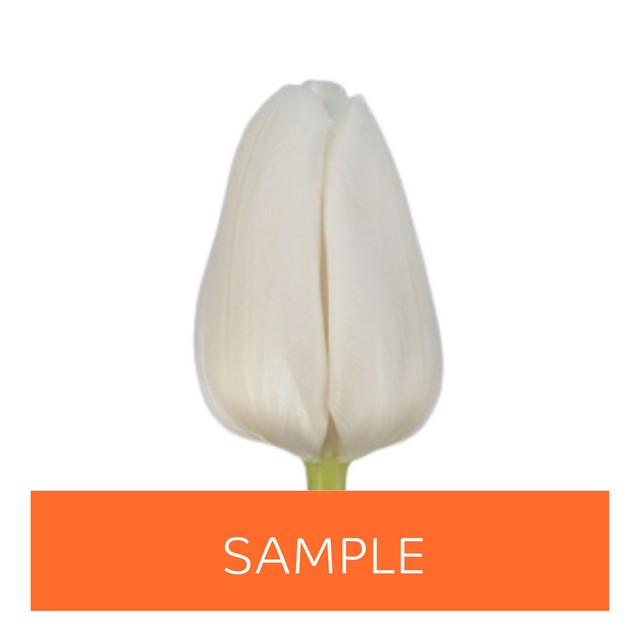 Срезанные цветы оптом Tulipa si (our choice) white от 50шт из Голландии с доставкой по России
