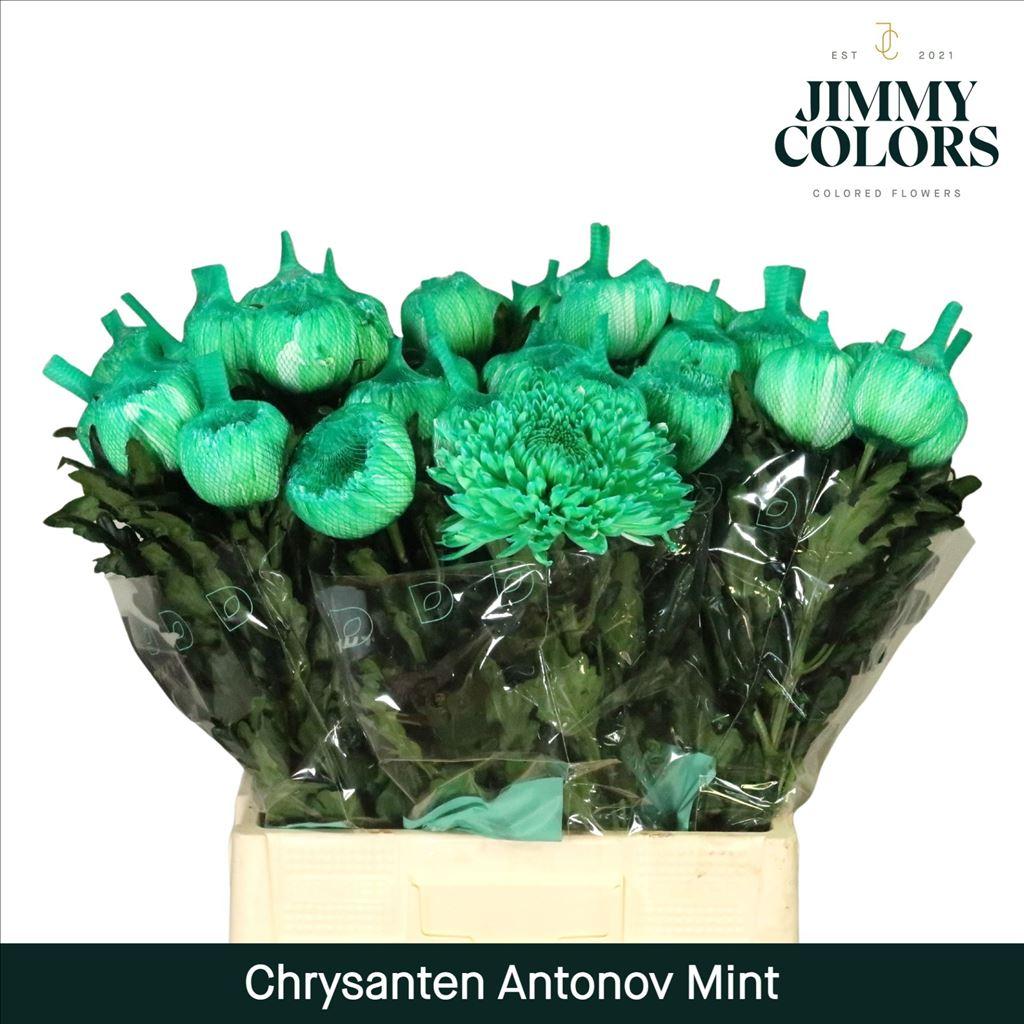 Срезанные цветы оптом Chrys bl paint antonov mint от 40шт из Голландии с доставкой по России