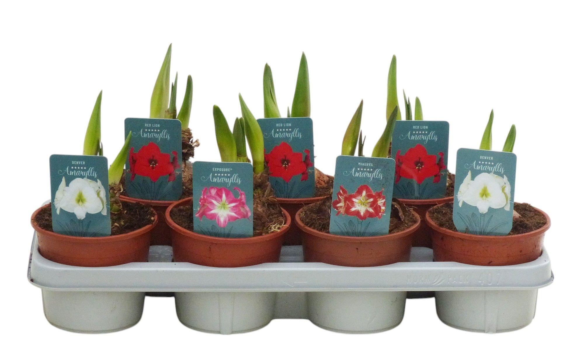 Горшечные цветы и растения оптом Hippeastrum Mix от 7шт из Голландии с доставкой по России