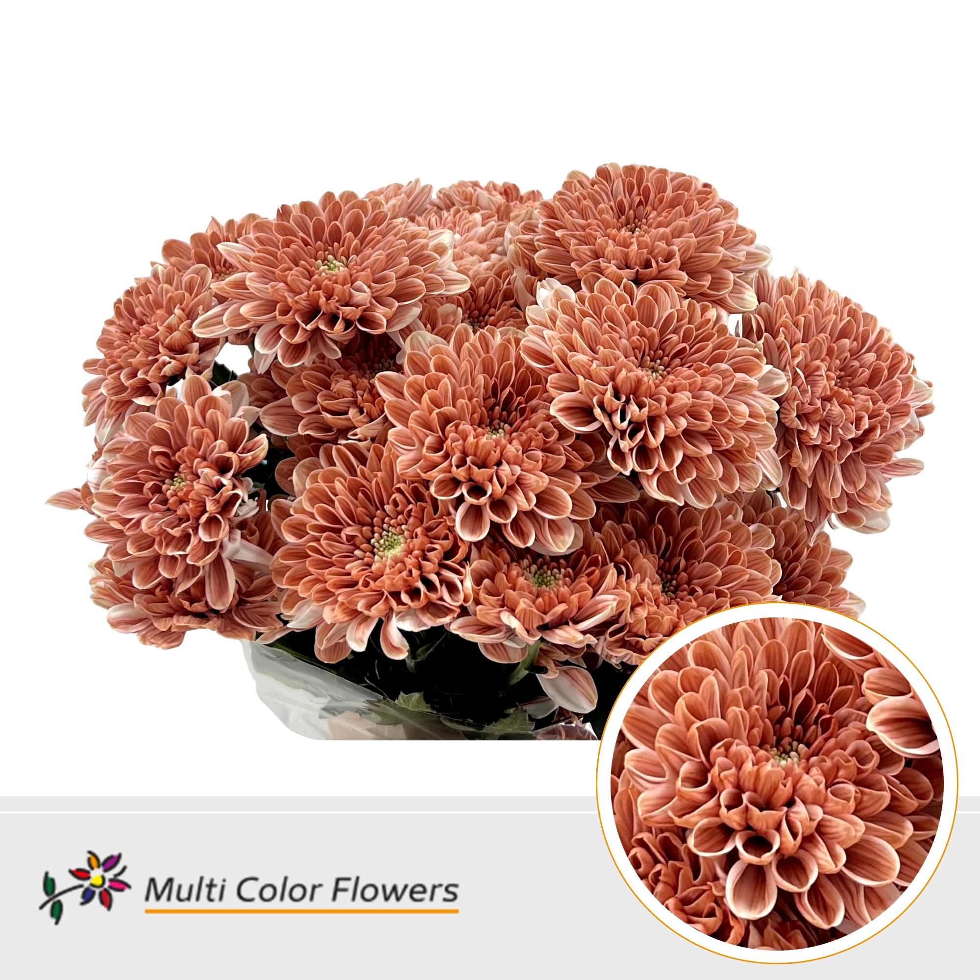 Срезанные цветы оптом Chrys sp paint altaj terracotta dream от 40шт из Голландии с доставкой по России