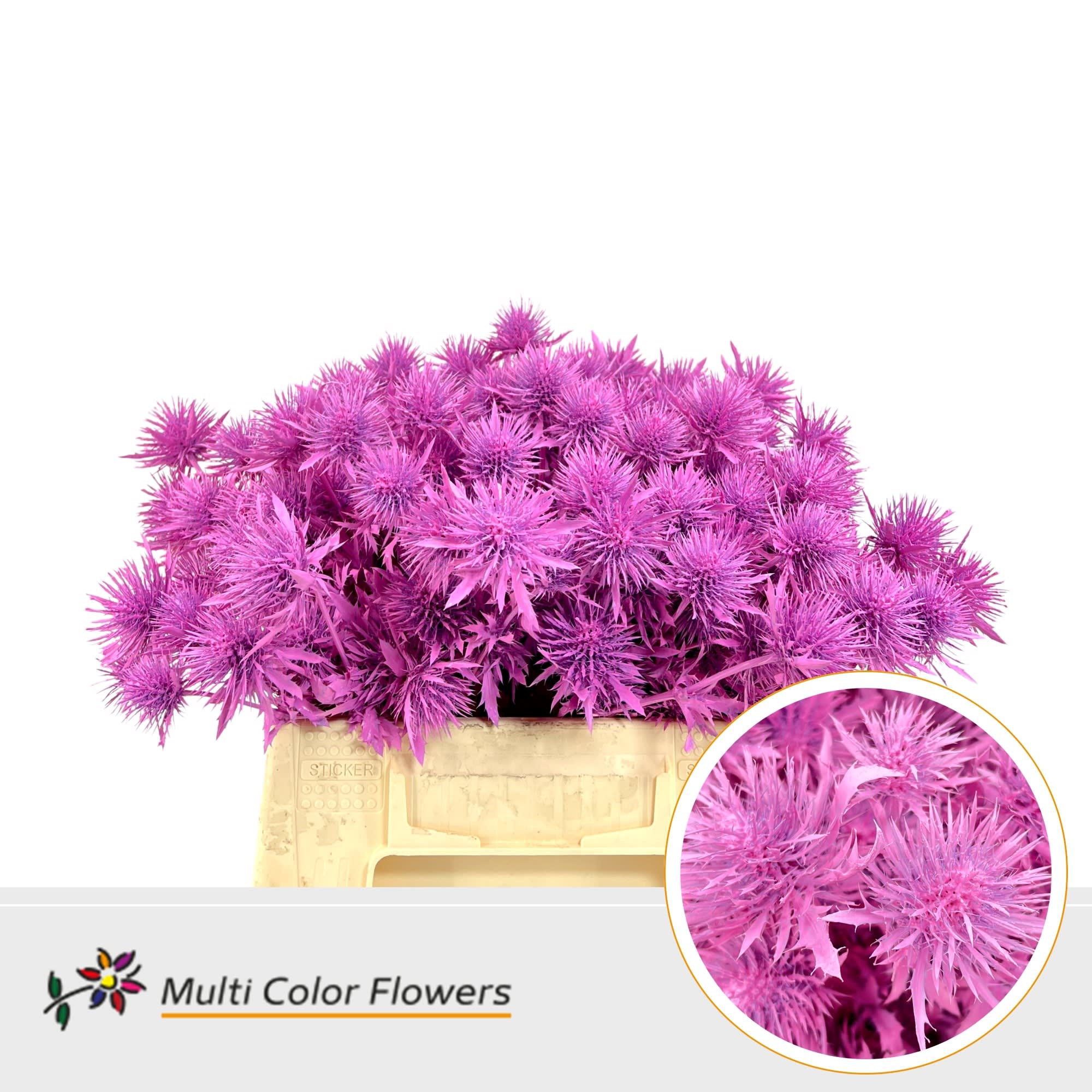 Срезанные цветы оптом Eryngium paint pink от 60шт из Голландии с доставкой по России