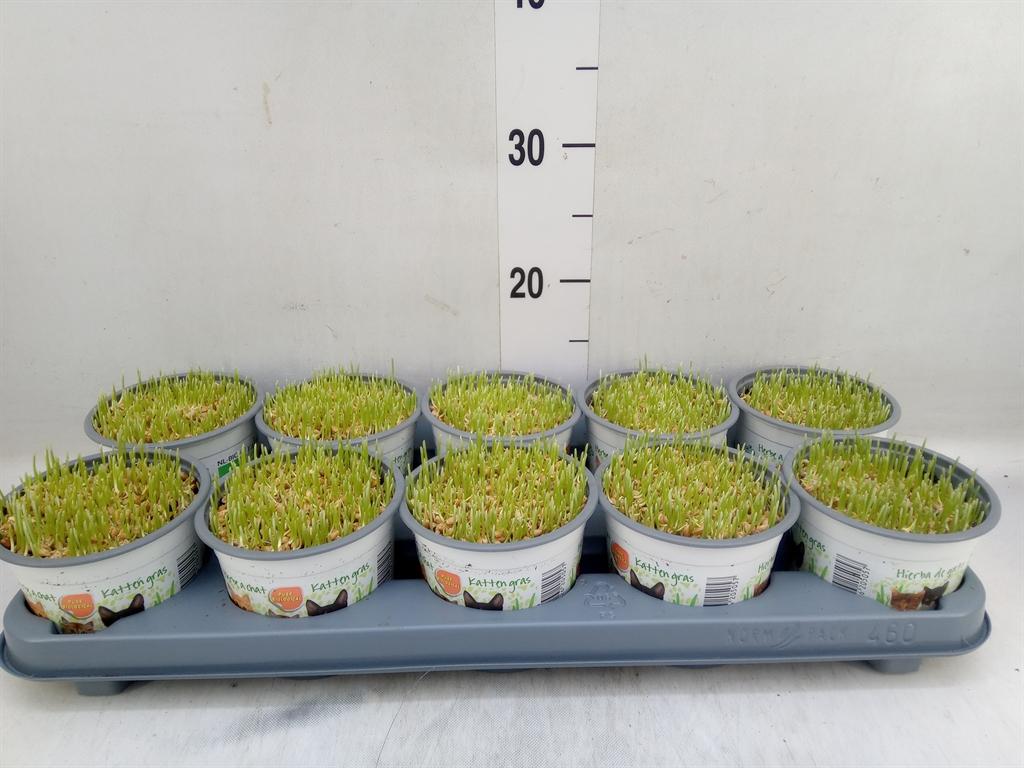 Горшечные цветы и растения оптом Hordeum Sp.   ...kattegras Zaai от 10шт из Голландии с доставкой по России