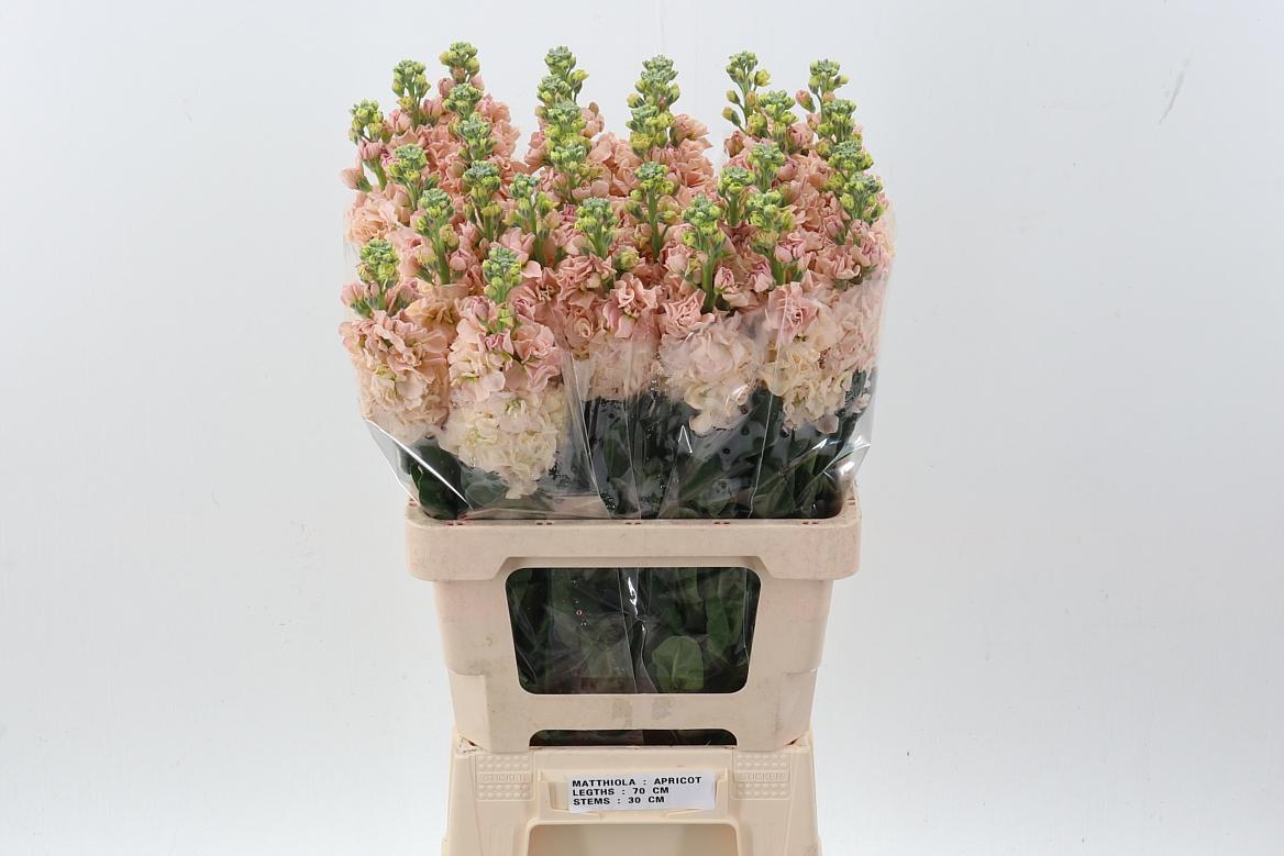 Срезанные цветы оптом Matthiola phantom apricot от 30шт из Голландии с доставкой по России