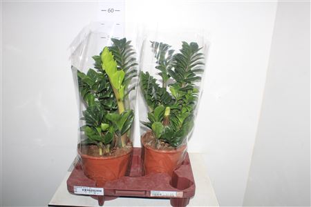 Горшечные цветы и растения оптом Zamioculcas Zenzi 5-6+ от 2шт из Голландии с доставкой по России