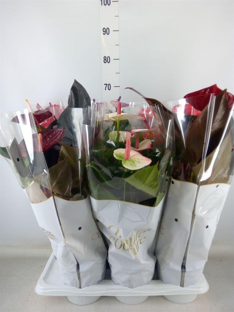 Горшечные цветы и растения оптом Anthurium Andr.   ...mix  3 от 6шт из Голландии с доставкой по России