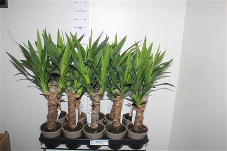 Горшечные цветы и растения оптом Yucca 20cm 2+ от 10шт из Голландии с доставкой по России