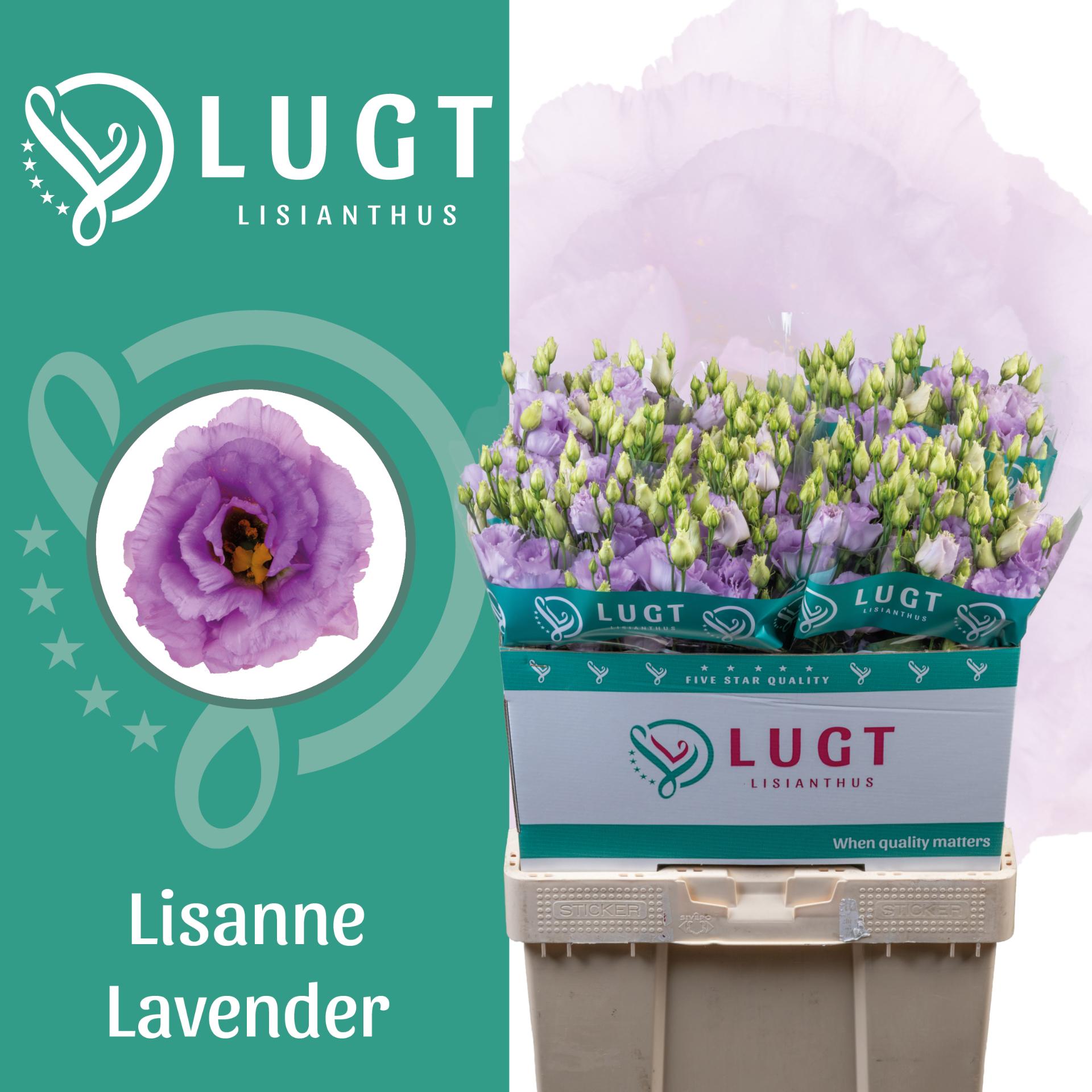 Срезанные цветы оптом Lisianthus do lisanne deep lavender от 50шт из Голландии с доставкой по России