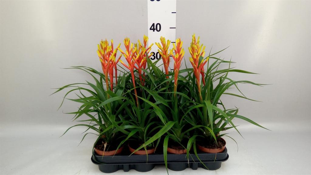 Горшечные цветы и растения оптом Guzmania Dissitiflora от 12шт (для телеги) из Голландии с доставкой по России