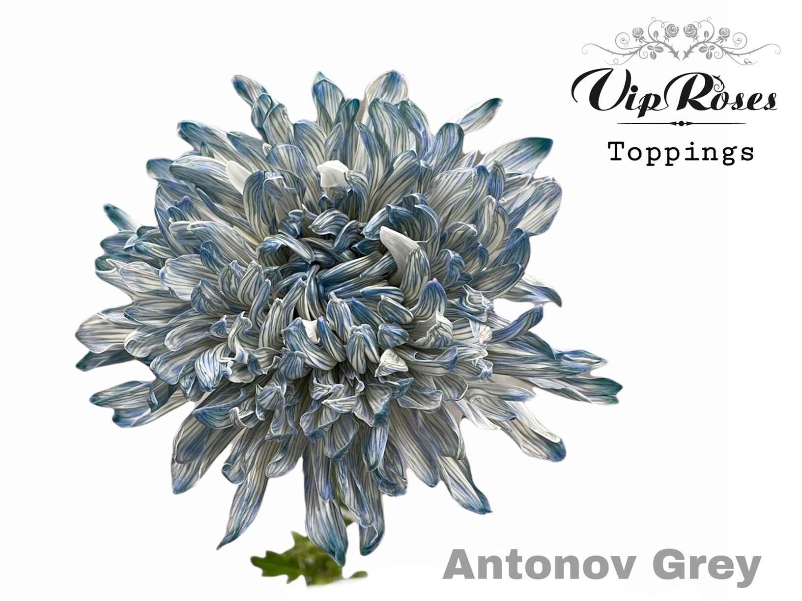 Срезанные цветы оптом Chrys bl paint antonov grey от 20шт из Голландии с доставкой по России