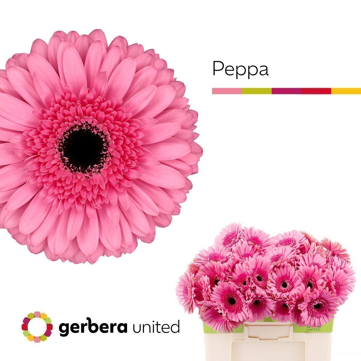 Срезанные цветы оптом Gerbera peppa от 50шт из Голландии с доставкой по России