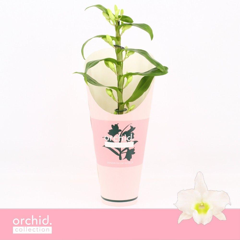 Горшечные цветы и растения оптом Dendr Nob 1st Apollon Compact Orchid от 6шт из Голландии с доставкой по России