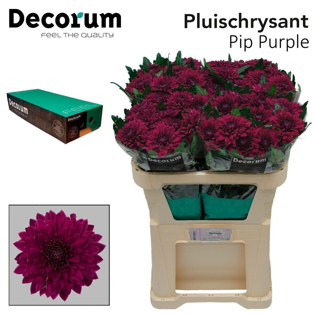 Срезанные цветы оптом Chrys bl pip purple от 120шт из Голландии с доставкой по России