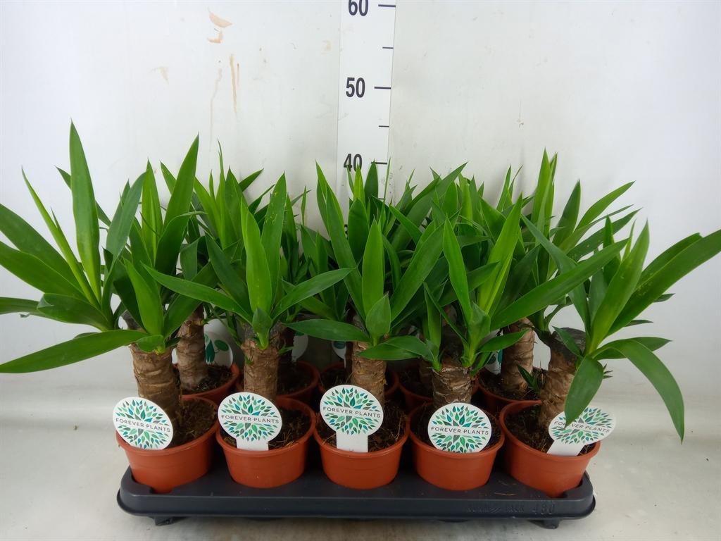 Горшечные цветы и растения оптом Yucca ... от 10шт из Голландии с доставкой по России Горшечные цветы и растения оптом Yucca ... от 10шт из Голландии с доставкой по России