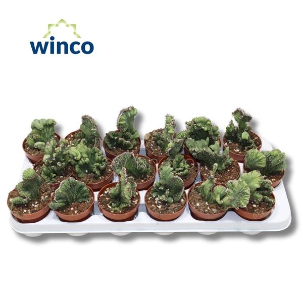 Горшечные цветы и растения оптом Cereus Coral Cristata от 18шт (для телеги) из Голландии с доставкой по России