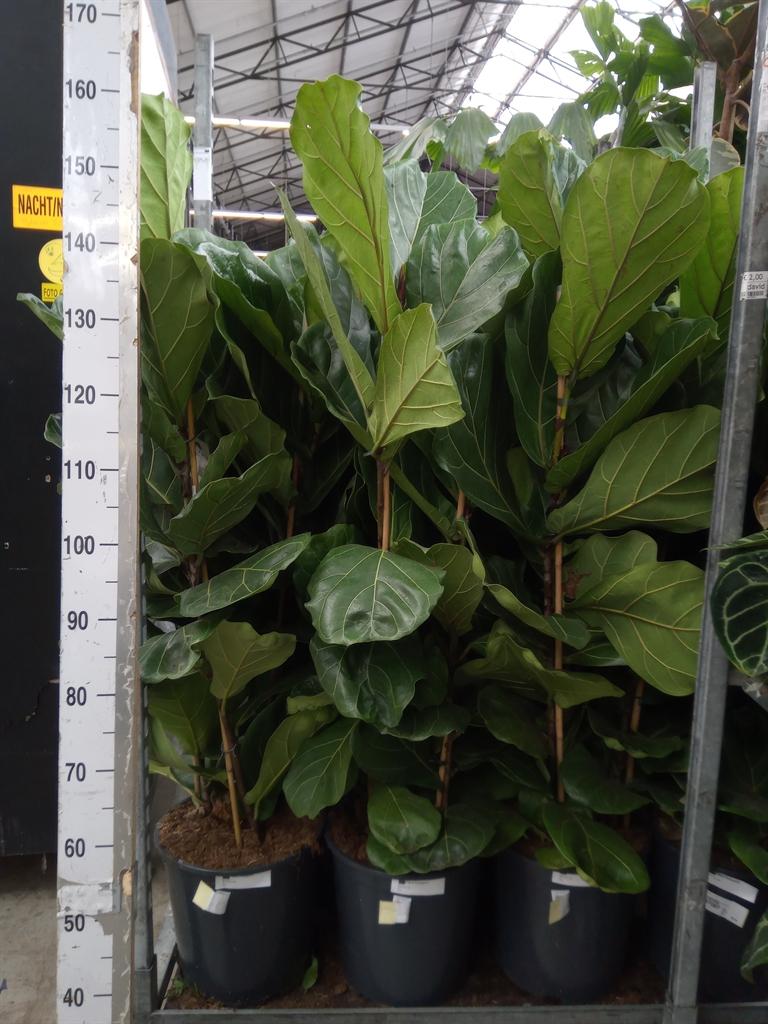 Горшечные цветы и растения оптом Ficus Lyrata On Stem от 1шт из Голландии с доставкой по России