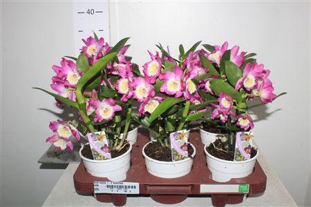 Горшечные цветы и растения оптом Dend Nobile 2-3 Branches от 6шт из Голландии с доставкой по России Горшечные цветы и растения оптом Dend Nobile 2-3 Branches от 6шт из Голландии с доставкой по России