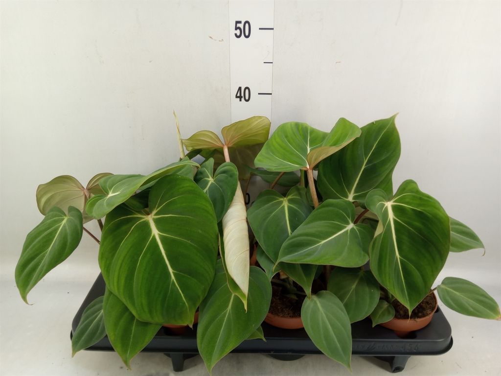 Горшечные цветы и растения оптом Philodendron Gloriosum от 6шт из Голландии с доставкой по России