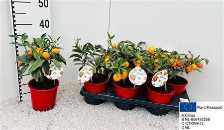Горшечные цветы и растения оптом Citr Margarita от 6шт (для телеги) из Голландии с доставкой по России