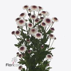 Срезанные цветы оптом Chrys sa sweetheart от 75шт из Голландии с доставкой по России