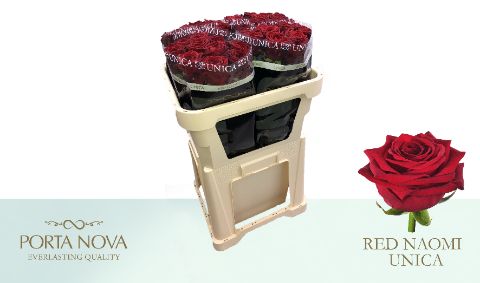 Срезанные цветы оптом Rosa large red naomi! Unica Porta Nova от 50шт. из Голландии с доставкой по России