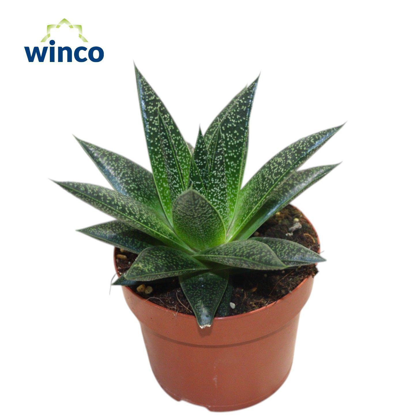 Горшечные цветы и растения оптом Aloe Flow от 6шт из Голландии с доставкой по России