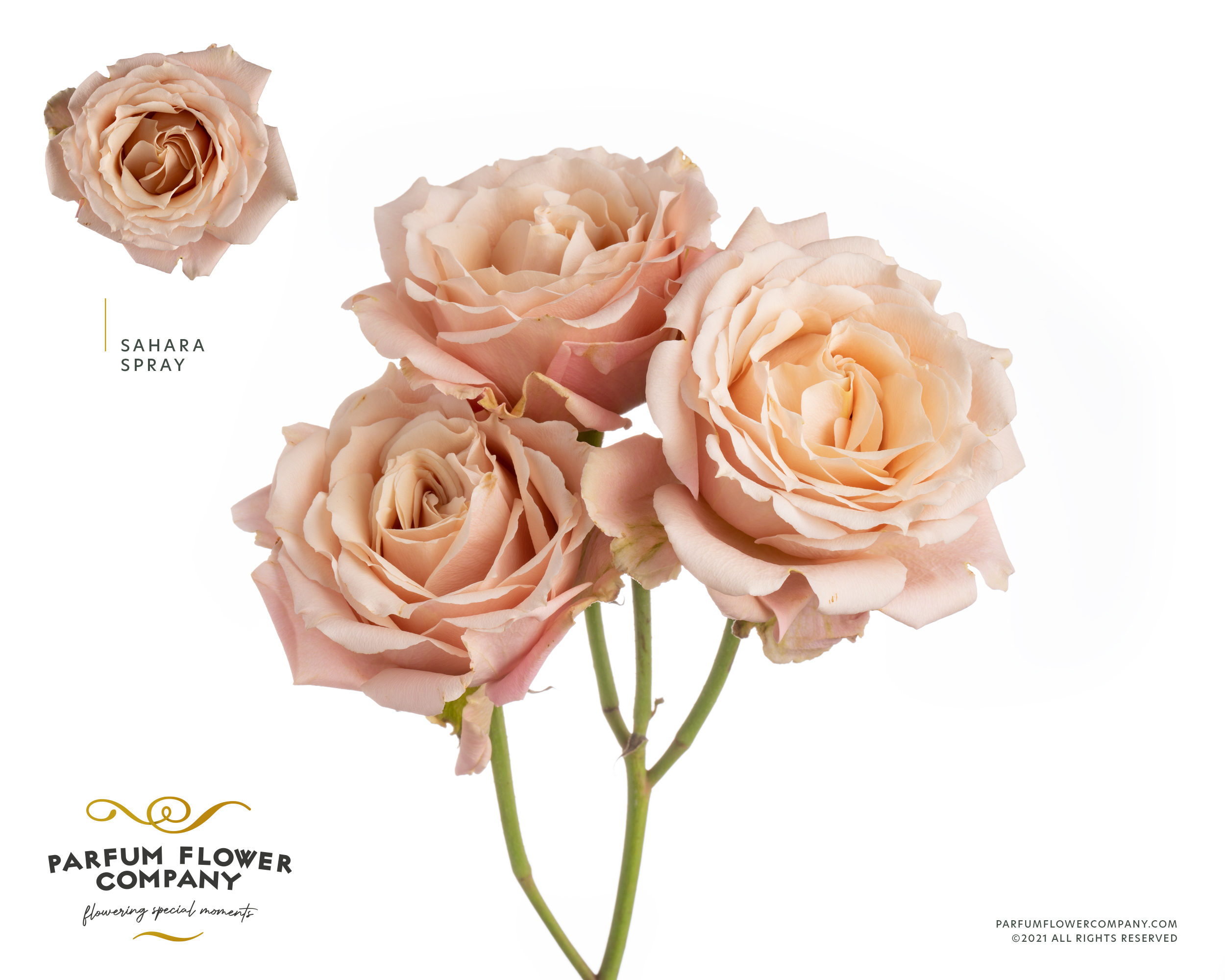 Срезанные цветы оптом Rosa spray garden sahara sensation от 20шт из Голландии с доставкой по России