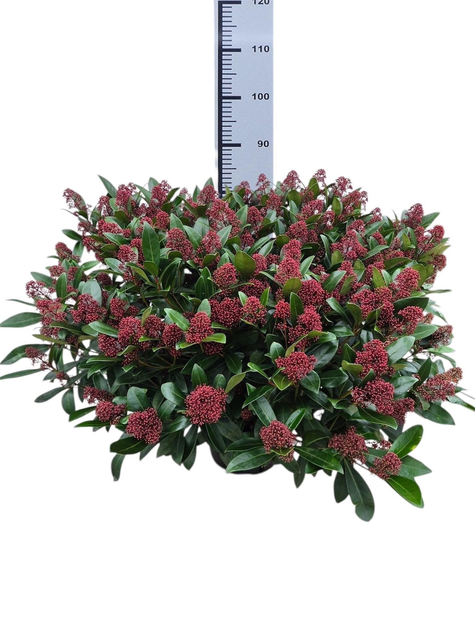 Горшечные цветы и растения оптом Skim J Rubella от 1шт из Голландии с доставкой по России