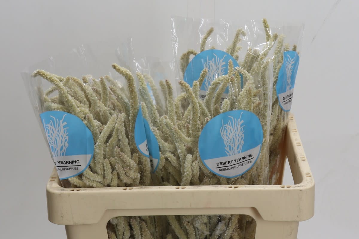 Срезанные цветы оптом Amaranthus yearming desert от 100шт из Голландии с доставкой по России