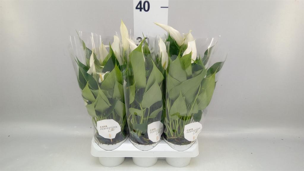 Горшечные цветы и растения оптом Anthurium banderola Cava от 6шт (для телеги) из Голландии с доставкой по России
