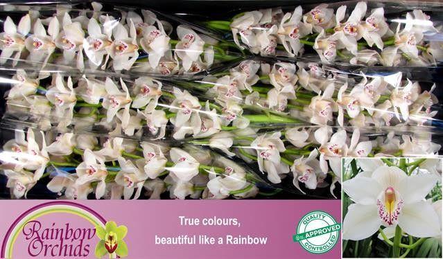 Срезанные цветы оптом Cymbidium white cascade от 6шт.... из Голландии с доставкой по России