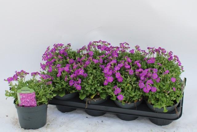 Горшечные цветы и растения оптом Aubr Rose Queen от 8шт из Голландии с доставкой по России