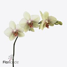 Срезанные цветы оптом Phalaenopsis omega (per stem) от 10шт из Голландии с доставкой по России