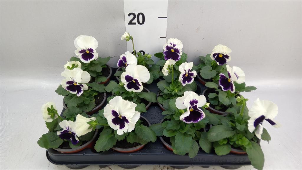 Горшечные цветы и растения оптом Viola Wr. alpha Purple White от 12шт (для телеги) из Голландии с доставкой по России