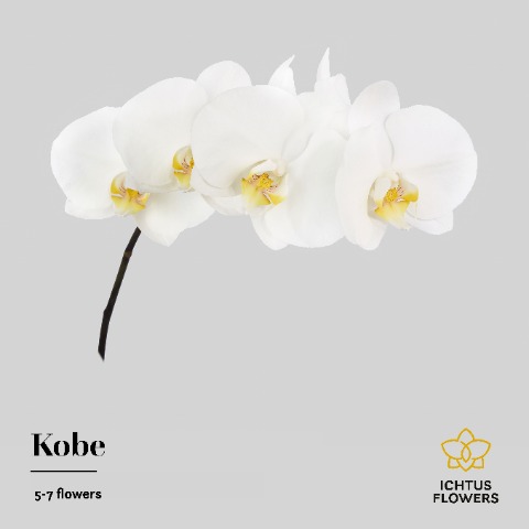 Срезанные цветы оптом Phalaenopsis kobe (per stem) от 15шт.. из Голландии с доставкой по России