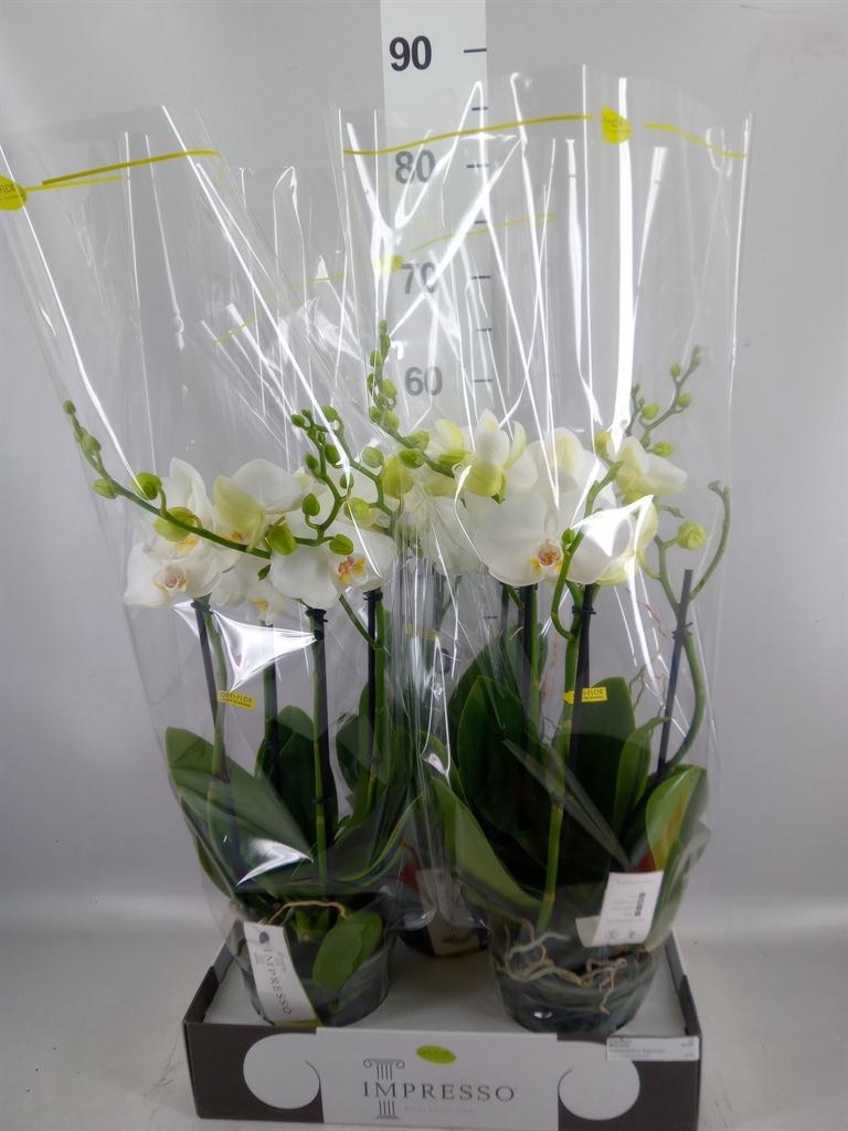 Горшечные цветы и растения оптом Phalaenopsis ...white от 3шт из Голландии с доставкой по России