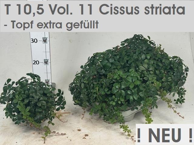 Горшечные цветы и растения оптом Cissus Ov от 6шт из Голландии с доставкой по России