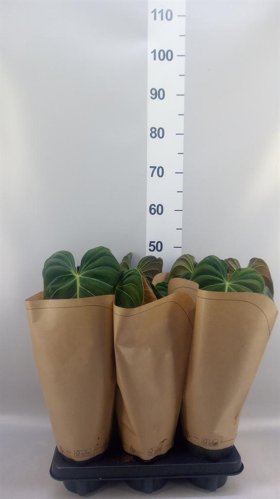 Горшечные цветы и растения оптом Philodendron Melanochrysum от 6шт из Голландии с доставкой по России
