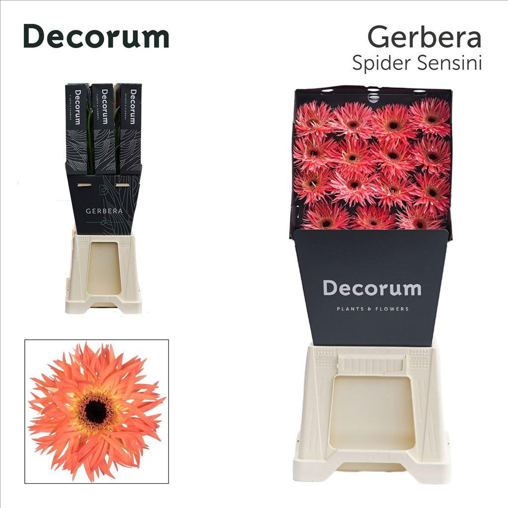 Срезанные цветы оптом Gerbera sensini от 45шт из Голландии с доставкой по России