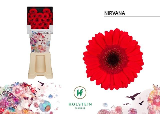 Срезанные цветы оптом Germini diamond nirvana от 80шт из Голландии с доставкой по России