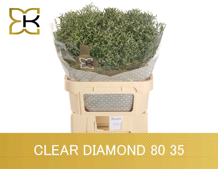 Срезанные цветы оптом Limonium clear diamond от 50шт. из Голландии с доставкой по России
