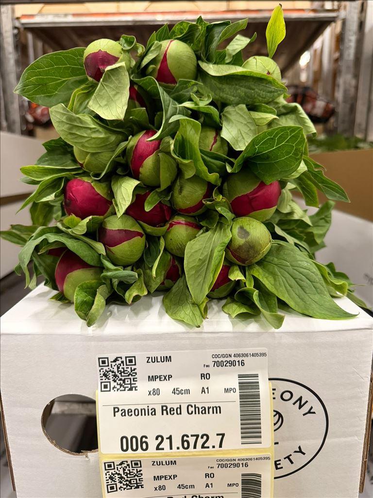 Срезанные цветы оптом Paeonia red charm от 80шт из Голландии с доставкой по России