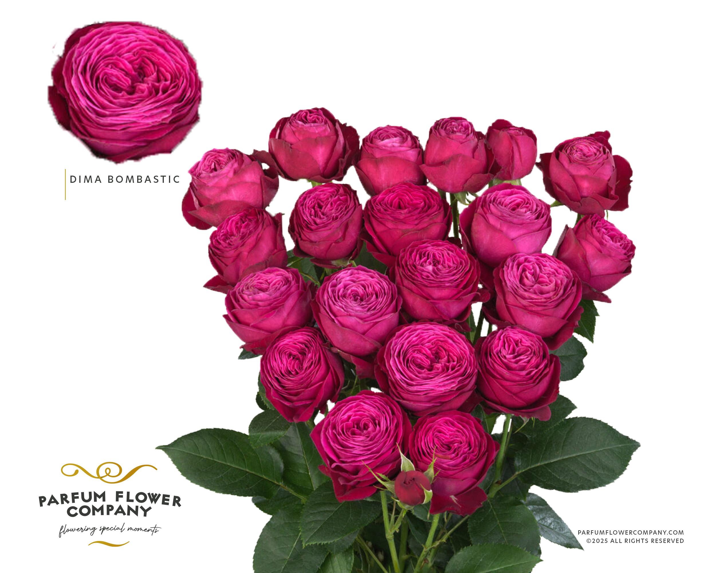 Срезанные цветы оптом Rosa spray dima bombastic от 12шт. из Голландии с доставкой по России
