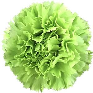 Срезанные цветы оптом Dianthus st green от 80шт из Голландии с доставкой по России