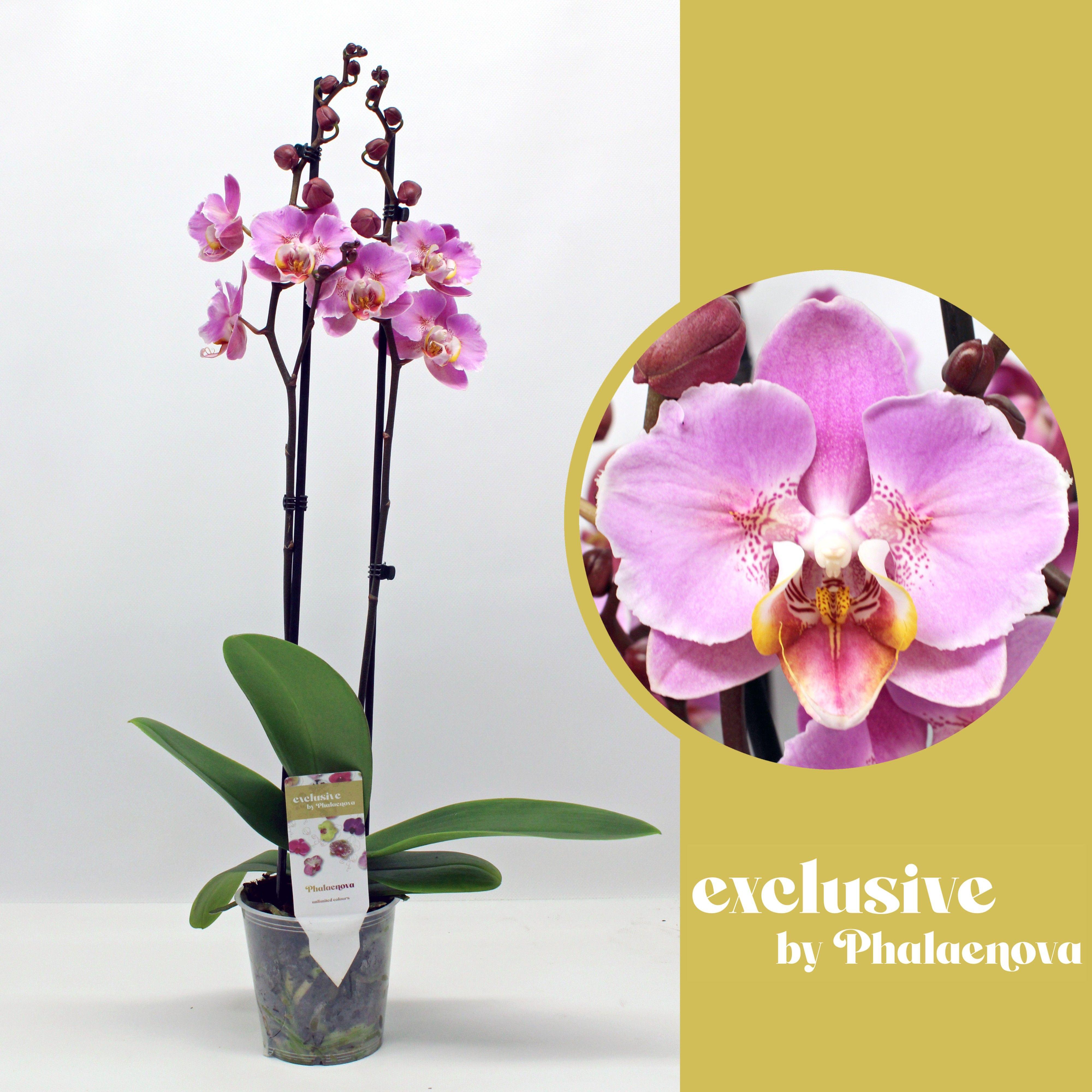 Горшечные цветы и растения оптом Phal 2st Each Blossom (phalaenova) от 10шт из Голландии с доставкой по России