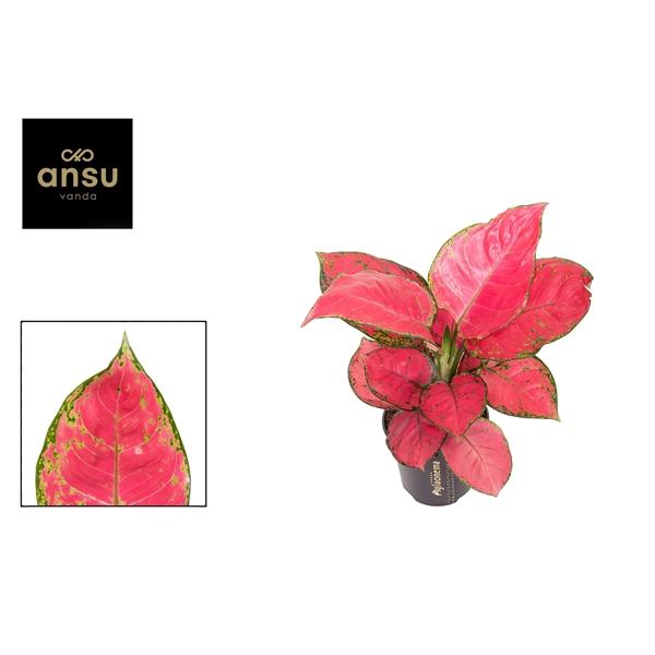 Горшечные цветы и растения оптом Aglaonema Red Joy от 6шт из Голландии с доставкой по России