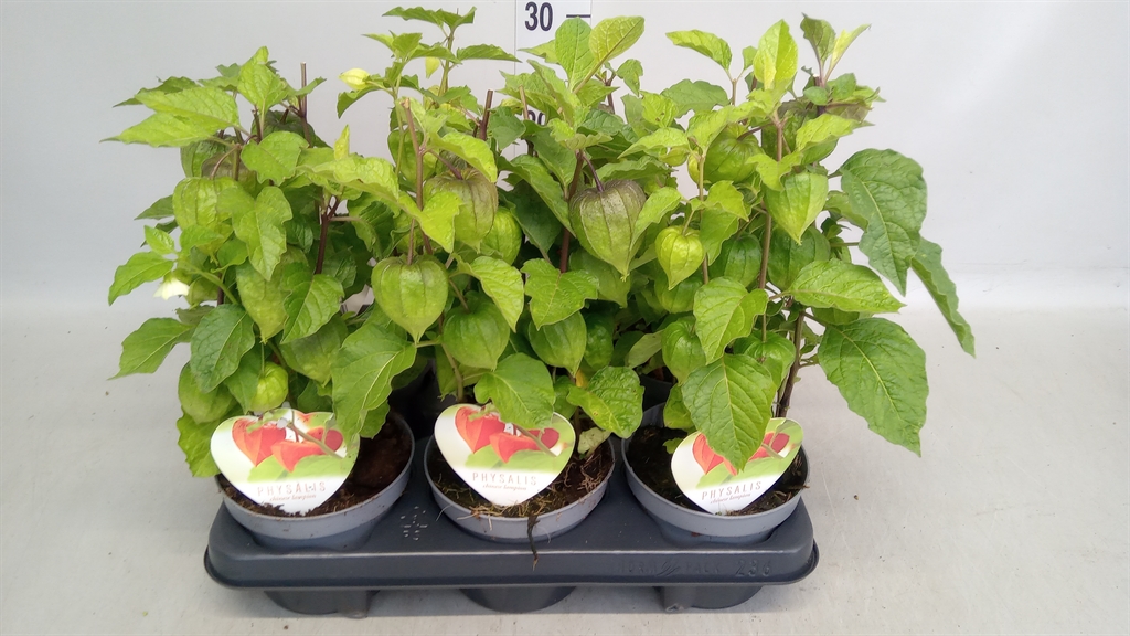 Горшечные цветы и растения оптом Physalis Alkekengi от 6шт из Голландии с доставкой по России